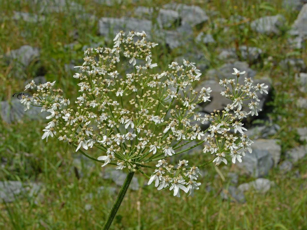 Heracleum pyrenaicum / Panace dei Pirenei